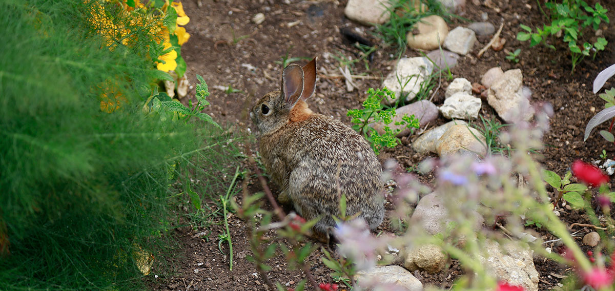 a rabbit in the garden at seeds at city