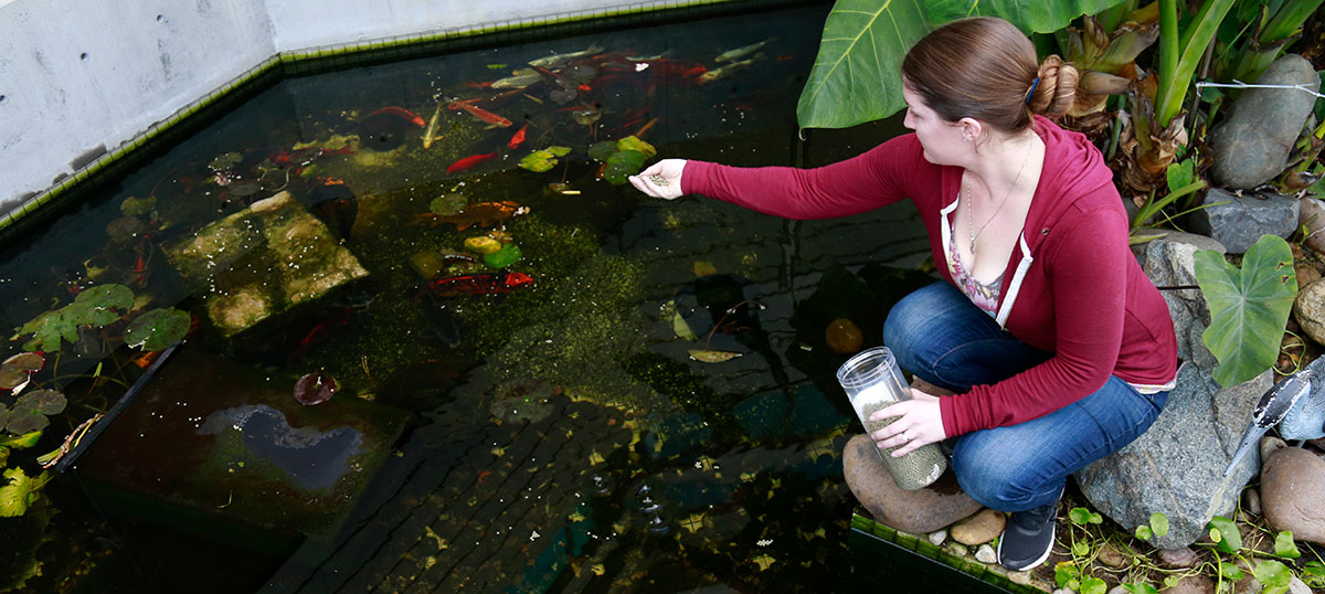 A biological study pond at Miramar College